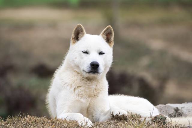 진돗개. 게티이미지뱅크