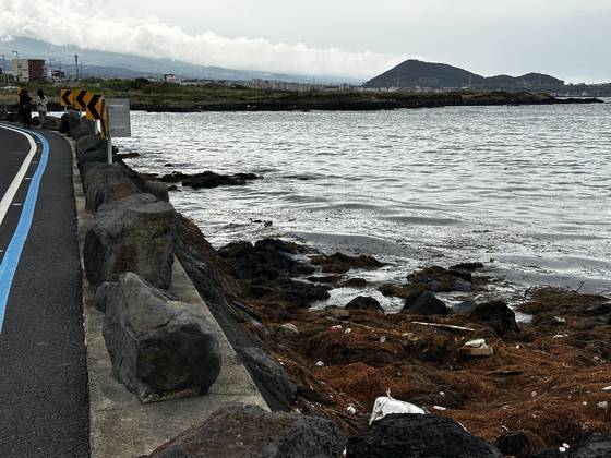 1일 오후 1시 제주시 조천읍 신흥리 해안을 찾은 관광객이 갯바위에 들러붙은 괭생이모자반을 뒤로하며 걸어가고 있다. 최충일 기자