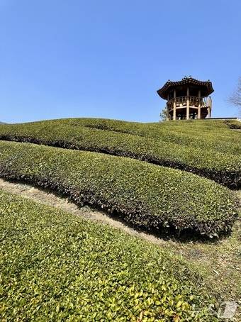 인증샷 명소로 잘 알려진 정금다원 ⓒ News1 윤슬빈 기자