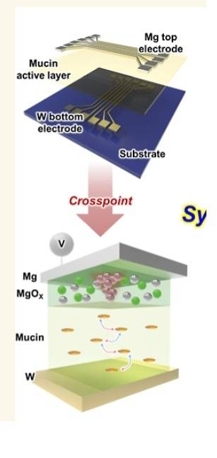 뮤신을 이용해 제작한 AI 메모리 소자의 구조 개략도. <김현재 연세대 교수 연구팀 제공>