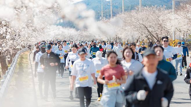 지난 3월 개최한 제24회 합천벚꽃마라톤대회에 참가한 참가자들이 벚꽃길을 달리고 있다. 합천군 제공