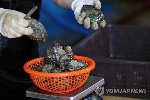 전복 (완도=연합뉴스) 정회성 기자 = 지난해 8월 23일 오전 전남 완도군 노화읍 수산물 포장 작업장에서 어민이 전복을 손질하고 있다. 2023.8.23