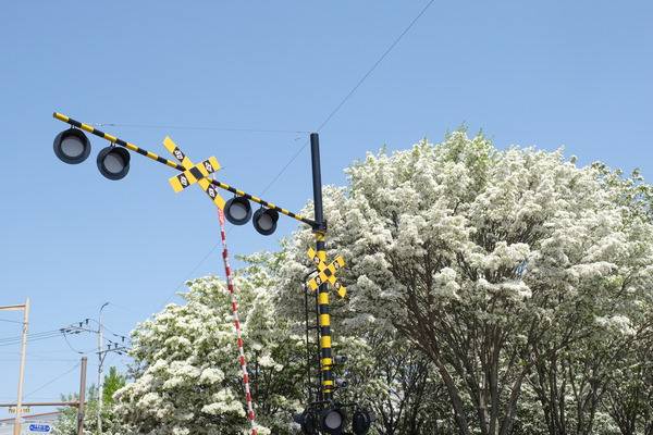 전주 덕진구 팔복동 철길 일대의 이팝나무가 만개한 모습. 전주시는 지난해부터 이팝나무 개화 시기에 맞춰 한시적으로 철길을 개방하고 있다.