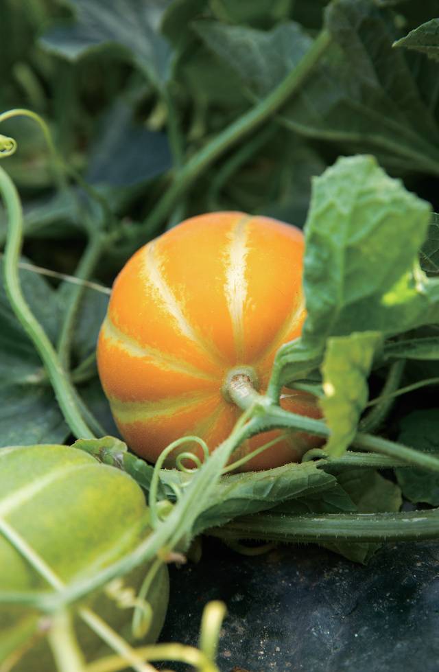 노란 색택은 물론 골 사이도 깊고 선명한 고품질 성주 참외. 오늘날 성주 참외는 100% 무가온 비닐하우스에서 재배한다. 노지에서 재배하던 때보다 계절을 앞질러 참외를 맛볼 수 있게 된 이유다.