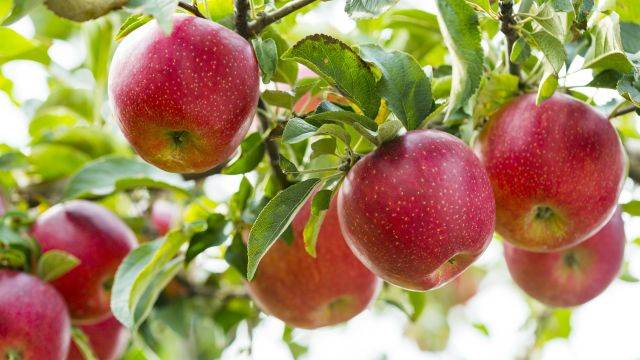 사과 껍질은 다양한 미네랄을 함유한다|출처: 클립아트코리아