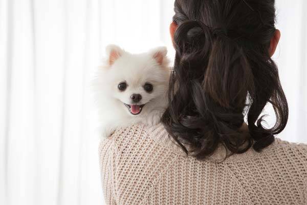 반려견과 헤어진 사람들의 우울 완화에 테라피 독이 도움된다는 연구 결과가 발표됐다./사진=클립아트코리아