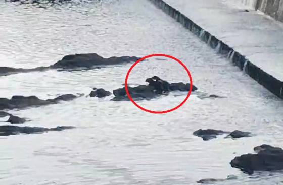 태화강에 모습을 나타낸 수달 두마리. 사진 시민 송인귀씨