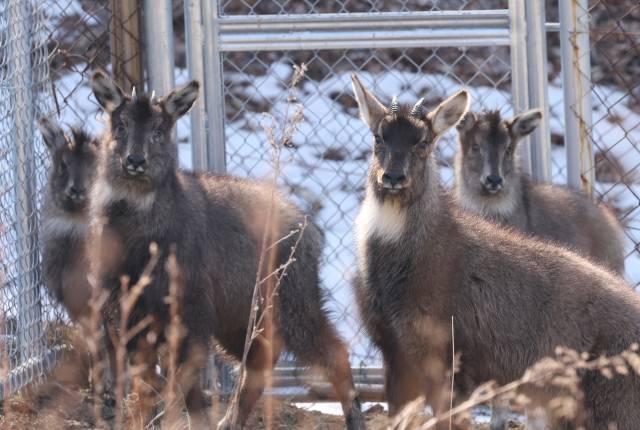 지난해 3월 13일 강원 양구군 산양·사향노루센터에서 올겨울 폭설로 고립·탈진했다가 구조된 산양들이 쉬며 기운을 회복하고 있다. 연합뉴스