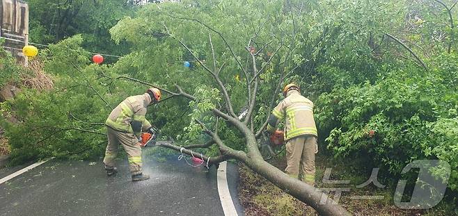 9일 오전 11시 40분쯤 전남 구례군 간전면 사찰 인근에서 강한 비바람으로 나무가 쓰러져 소방당국이 제거작업을 하고 있다.(전남소방 제공. 재판매 및 DB 금지) 2025.5.9/뉴스1