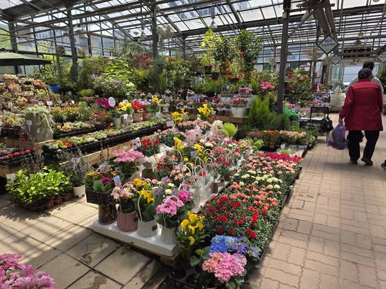 성모(75)씨가 운영하는 양재 꽃시장 가게 매대에 팔리지 않은 카네이션들이 놓여 있다. 김창용 기자