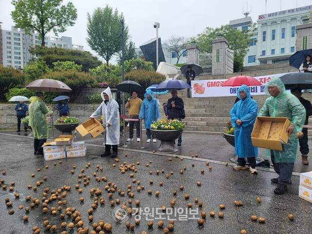 ▲ 강원지역 농민·시민단체가 9일 강원도청 앞에서 GMO감자 수입을 규탄하는 긴급 기자회견을 연 가운데 감자를 쏟아버리는 퍼포먼스를 진행했다. 이설화