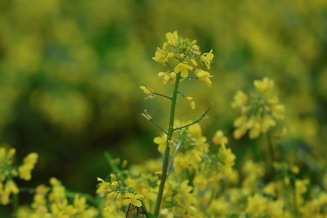 9일 구리한강시민공원 유채꽃에 빗물이 맺혀있다.