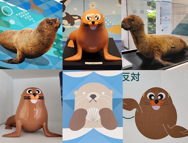 일본이 독도 영유권을 주장하기 위해 새롭게 단장한 '영토주권전시관'에서 독도 마스코트 강치 전시를 강화한 모습./사진=성신여대 창의융합학부 서경덕 교수팀