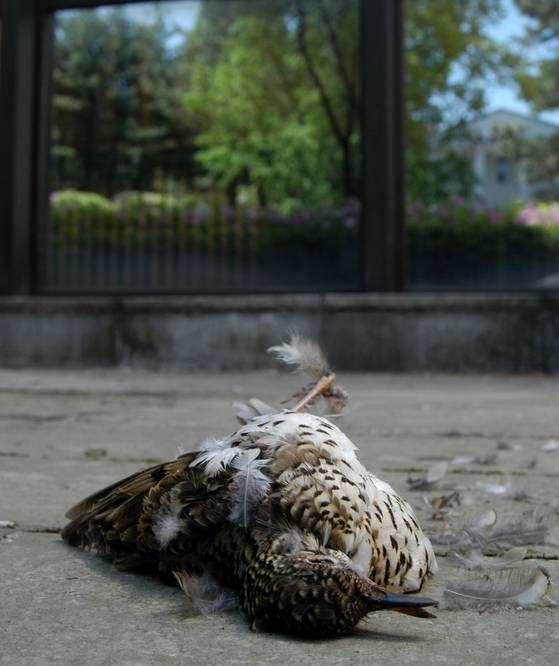 유리창 충돌로 폐사한 호랑지빠귀. 배경의 건물 유리창이 마치 거울처럼 보인다. 최창용 서울대 교수 제공
