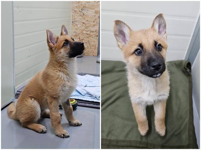 겨우 4개월 넘었지만 꽃비는 벌써 앉아, 기다려 등을 배울 정도로 똑똑하다. 팅커벨프로젝트 제공