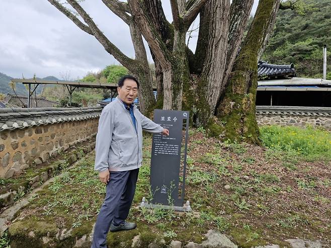 ▲ 8개 가지를 뻗치고 있는 노거수 은행나무