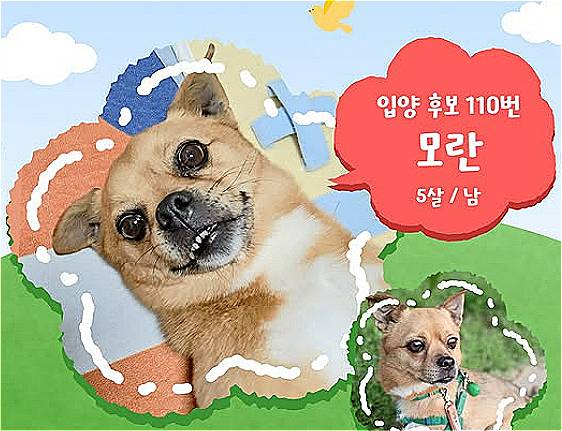 입양후보 110번 강아지 '모란이'. 17일 열리는 제2회 '핌피입양제'에 가족을 찾으러 온다. 평생을 함께해도 좋을 귀한 연이 꼭 닿기를./사진=핌피바이러스, 인스타그램(@pimfyvirus)