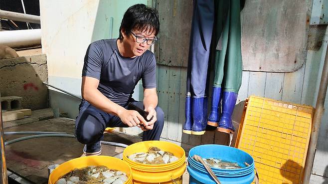 포항시 남구 구룡포읍 한 양식장에서 업주가 폐사한 강도다리를 앞에 놓고 하소연하고 있다.
