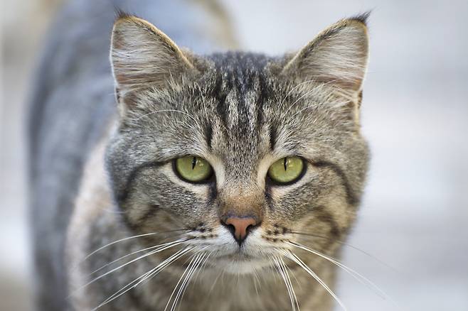 고양이 털 알레르기로 고통을 받는 걸 알면서도 집에 길고양이를 데려오는 아내 때문에 고민이라는 남편의 사연이 전해졌다./사진=게티이미지뱅크