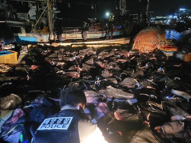 불법포획해 해체된 고래가 담긴 포대들. 포항해경 제공