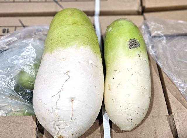 서울 가락시장에서 거래되고 있는 국산무(왼쪽)와 품위가 떨어지는 중국산 무.