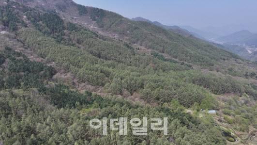 드론으로 촬영한 충북 단양의 죽령 옛길숲. (사진=단양국유림관리소 제공)