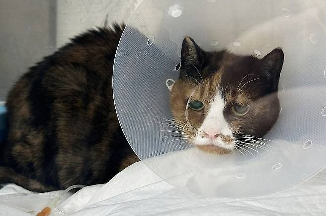 고양이 아리는 기관 종양으로 인한 호흡곤란으로 계양 스카이동물메디컬센터에 응급으로 내원했다(보호자 제공). ⓒ 뉴스1