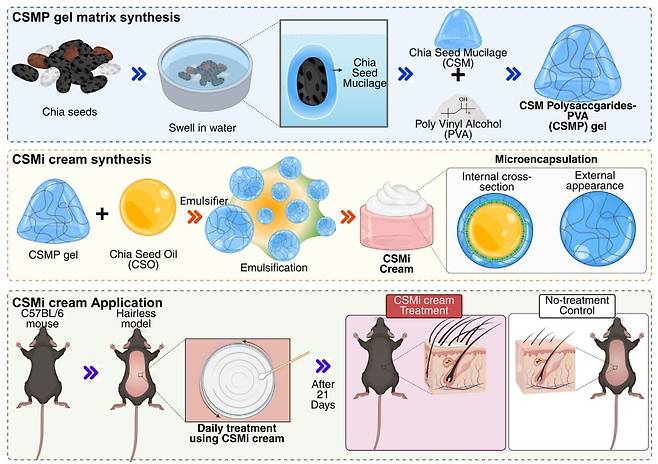 치아씨드에서 추출한 천연 성분을 활용해 개발한 탈모 치료용 CSMi 크림의 작용 원리와 실험 과정./연세대