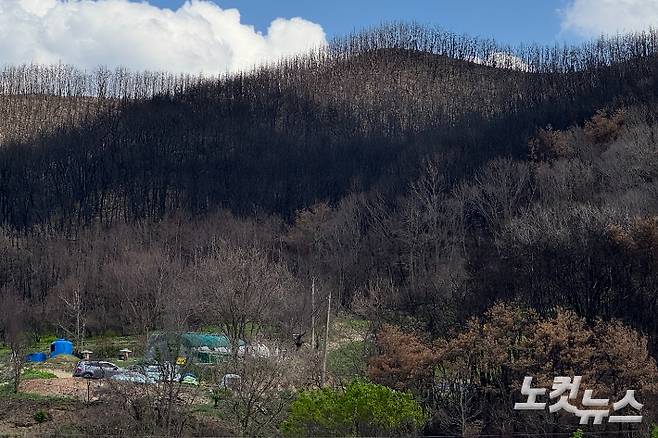 모조리 타버린 안동의 한 야산. 이우섭 기자