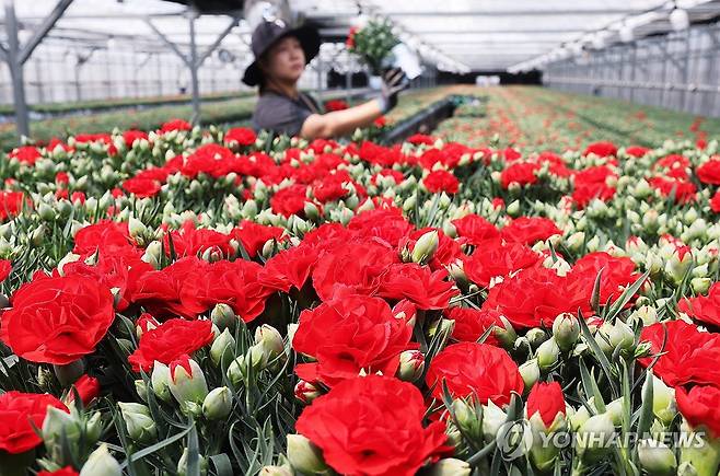 가정의 달 앞두고 카네이션 출하 (용인=연합뉴스) 홍기원 기자 = 24일 경기도 용인시 처인구 남사읍의 한 화훼농원에서 관계자가 가정의 달 5월을 앞두고 카네이션 출하 작업을 하고 있다. 2025.4.24 xanadu@yna.co.kr