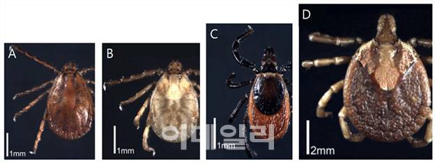 SFTS 매개 참진드기 종류 △A:작은소피참진드기 △B:개피참진드기 △C:일본참진드기 △D:뭉뚝참진드기(사진=질병관리청)