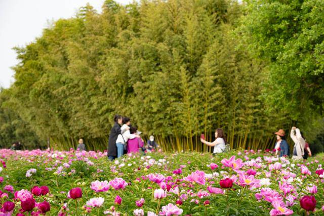 태화강 국가정원 작약원을 찾은 시민들이 기념촬영을 하고 있다.