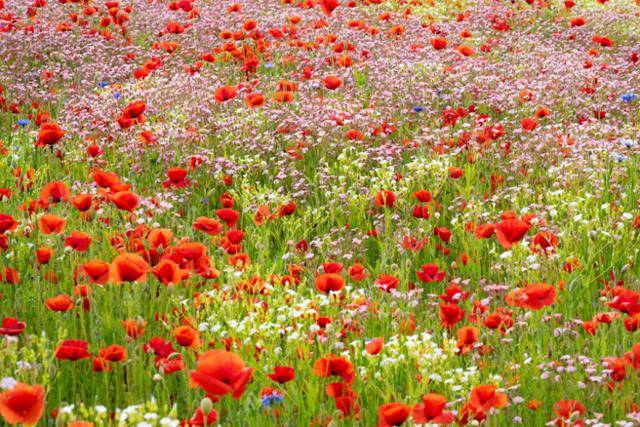 울산 중구 태화강 국가정원 초화원에 양귀비, 안개꽃, 수레국화 등 봄꽃이 피어 있다. 이한호 기자