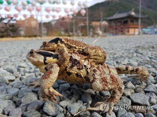 성체 두꺼비가 지난 2월 알을 낳기 위해 망월지로 이동하고 있다. 연합뉴스