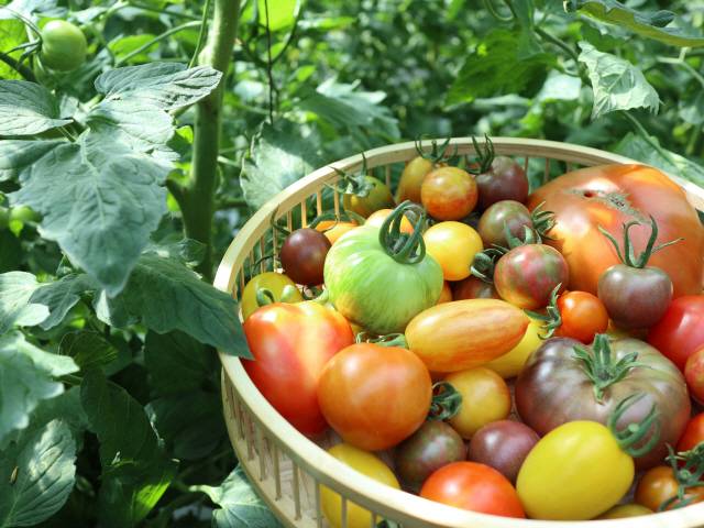 ‘에어룸(Heirloom)’토마토