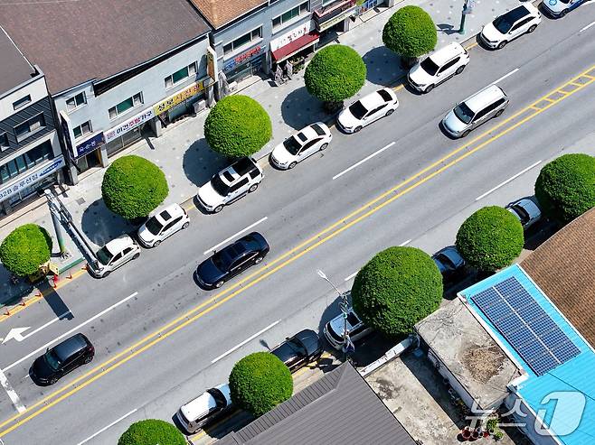 단양군 단양읍 중심부의 복자기 나무 (단양군 제공. 재판매 및 DB금지)/뉴스1