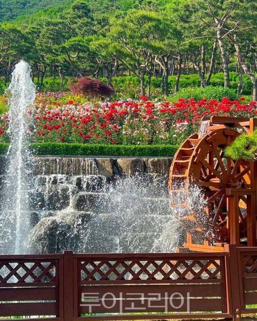 인천대공원 장미원/투어코리아뉴스 정명달 기자 사진=인천관광공사 SNS