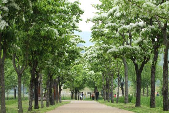 거창 창포원 내 이팝나무 길