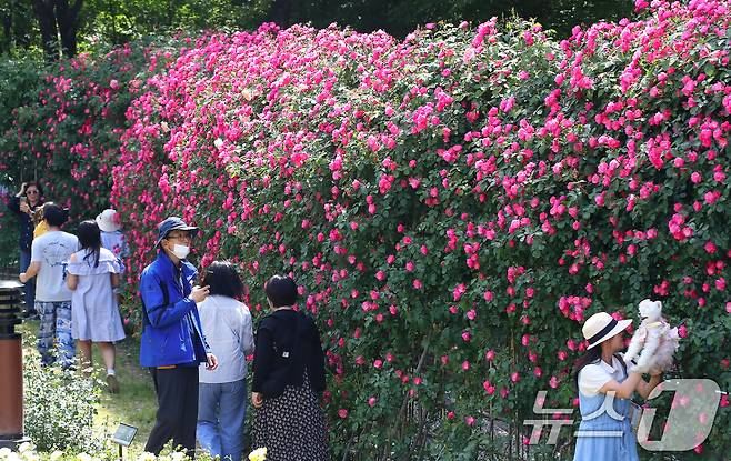 14일 오후 대구 달서구 이곡장미공원을 찾은 시민들이 초여름 더위 속에 형형색색 곱게 핀 장미를 감상하고 있다. 대구 달서문화재단은 오는 16~18일 이곳에서 1만4000여 송이 장미가 반기는 축제 '장미꽃 필(feel) 무렵'을 개최한다. 2025.5.14/뉴스1 ⓒ News1 공정식 기자
