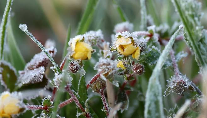 대관령의 아침 최저기온이 영하 2도 가까이 떨어진 지난 7일 강원 강릉시 대관령 도로변 풀숲에 서리가 내려앉았다. /연합뉴스