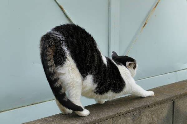 고양이가 삼킨 작은 이물질이 장을 막아 생명까지 위협할 수 있어 주의가 필요하다./사진=게티이미지뱅크