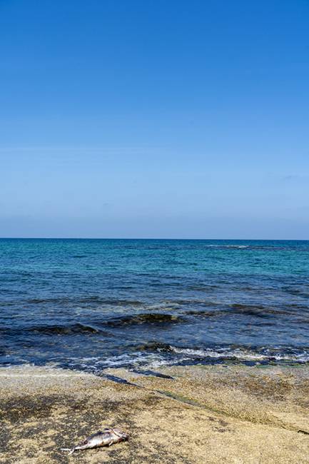 ▲ 이수환이 촬영한 바닷가의 죽은 물고기