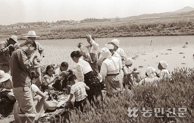 모내기 중간, 논둑에 모여 앉아 새참을 먹는 농민들. 학생들도 농번기 가정실습 기간이라 학교에 가지 않고 모내기를 도왔다. ⑤ 사진=농민신문 DB