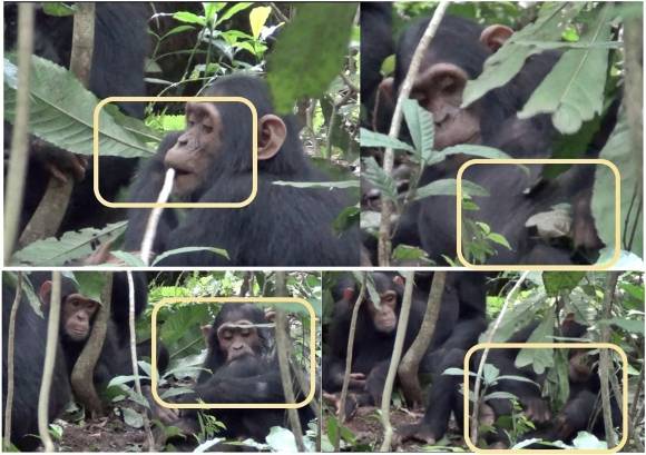 2021년 10월 13일(현지시간) 우간다 부동고 숲에 서식하는 침팬지 집단인 ‘손소’(Sonso)의 수컷 미성년 개체가 왼쪽 무릎을 다친 뒤 상처를 핥고 아열대 식물인 아칼리파의 줄기에서 잎사귀를 떼어 잘게 씹은 후 상처 부위에 바르거나 문지르고, 잎사귀로 상처를 두드리고 있다. 2025.5.14 진화 및 생태 첨단연구 게재 논문 자료