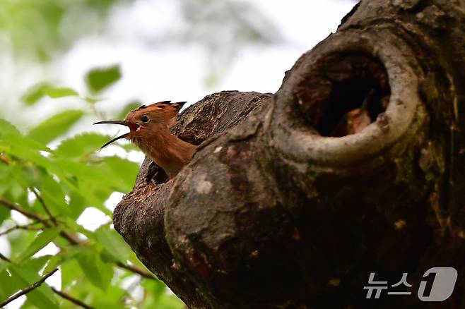 17일 경북 경주시 황성공원 느티나무에 둥지를 튼 후투티 새끼들이 이소 준비를 하고 있다. 2025.5.17/뉴스1 ⓒ News1 최창호 기자