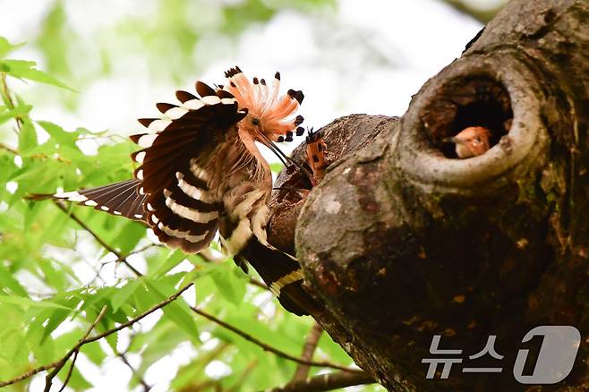 17일 경북 경주시 황성공원 느티나무 후투티 둥지에서 새끼들이 어미새가 물어다 주는 먹잇감을 받아 먹고 있다. 2025.5.17/뉴스1 ⓒ News1 최창호 기자