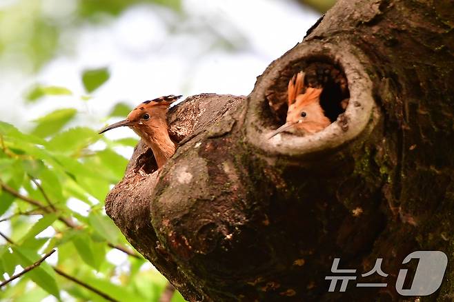 17일 경북 경주시 황성공원 느티나무에 둥지를 튼 후투티 새끼들이 이소 준비를 하고 있다. 2025.5.17/뉴스1 ⓒ News1 최창호 기자