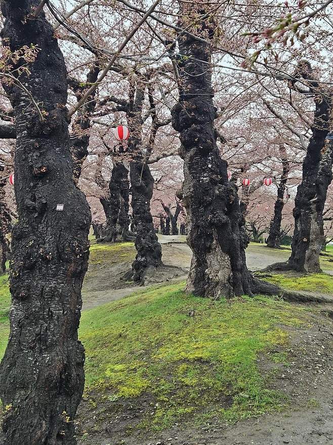 74f3da36e2f206a26d81f6e34486746e3aae