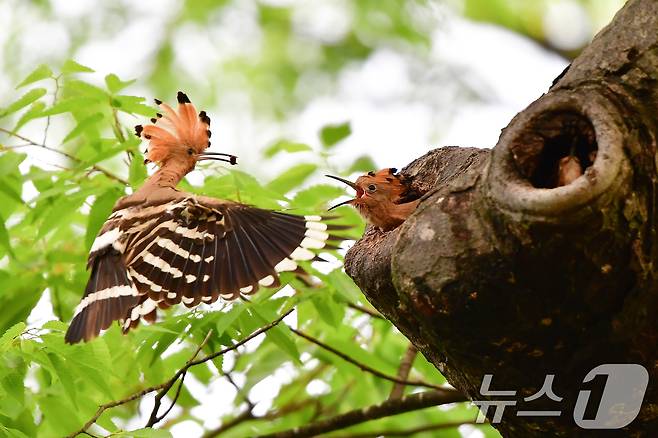 17일 경북 경주시 황성공원 느티나무에 둥지를 튼 후투티 새끼들이 이소 준비를 하고 있다. 2025.5.17/뉴스1 ⓒ News1 최창호 기자