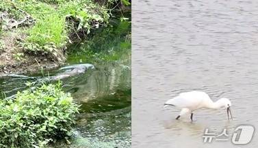 덕진공원에서 목격된 수달과 노랑부리저어새./뉴스1